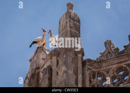 Puerto de Santa Maria, Andalusia, l'Europa. Cicogne sull'Iglesia Mayor Prioral. [Priory Chiesa] in Plaza España. Foto Stock