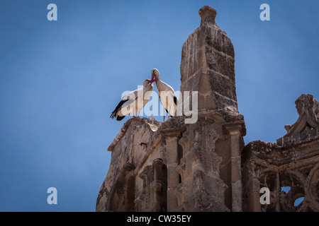 Puerto de Santa Maria, Andalusia, l'Europa. Cicogne sull'Iglesia Mayor Prioral. [Priory Chiesa] in Plaza España. Foto Stock