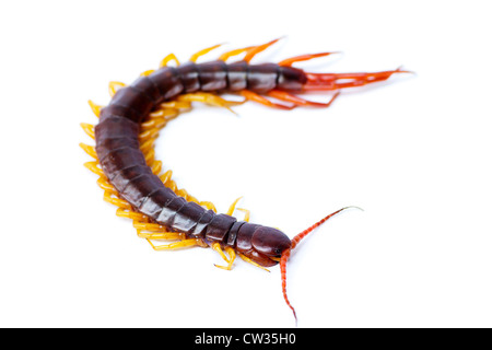 Primo piano di una marrone centipede su sfondo bianco Foto Stock
