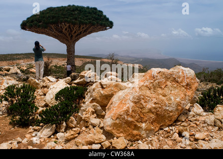 Sangue di Drago Tree (Dracaena Cinnabari), sull'altopiano di Dixam, isola di Socotra, Yemen, Asia Occidentale, Penisola Arabica. Foto Stock