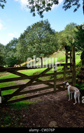 Il whippet in attesa di passare attraverso cieli Gate, vicino Lustleigh, Dartmoor Foto Stock