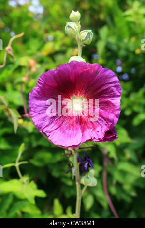 Purple hollyhock, Avenue du General de Gaulle, Ile d'Arz, Golfe de Morbihan, Bretagna, Francia Foto Stock