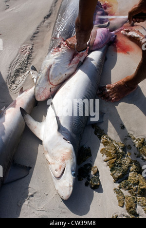 Gli squali sulla sabbia della spiaggia Qalansiya, isola di Socotra, Yemen, Asia Occidentale, Penisola Arabica. Foto Stock