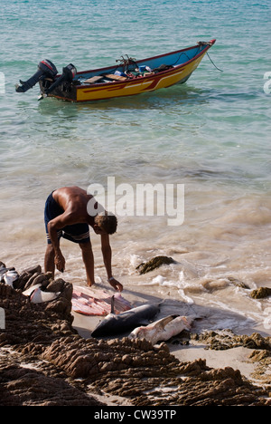 Shark pescatori sulla spiaggia Qalansiya, isola di Socotra, Yemen, Asia Occidentale, Penisola Arabica. Foto Stock