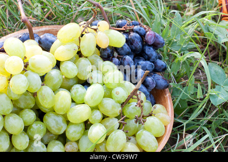 Le uve in un vaso di ceramica, per esterno Foto Stock