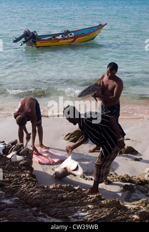 Shark pescatori sulla spiaggia Qalansiya, isola di Socotra, Yemen, Asia Occidentale, Penisola Arabica. Foto Stock