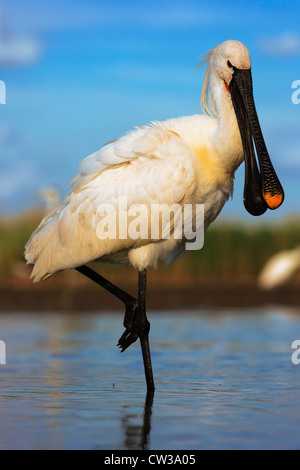 Eurasian spatola (Platalea leucorodia)fame Foto Stock