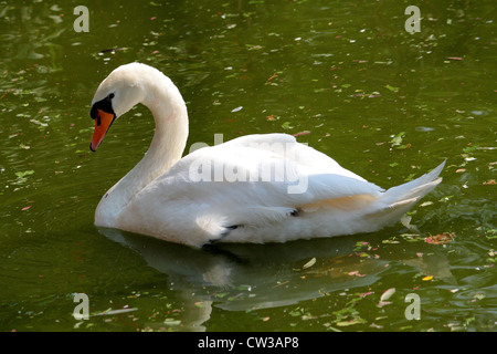 Cigno (Cygnus olor) Foto Stock