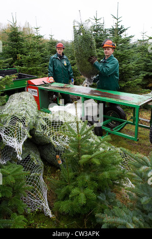 Albero di natale e Tannengruen Foto Stock