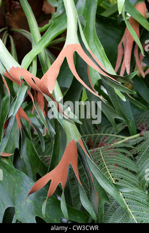 Elkhorn Felce, Platycerium bifurcatum, Polypodiaceae. Australasia. Aka orecchie antilope, comune Staghorn Fern. Foto Stock