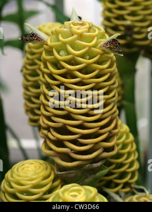 Impianto di zenzero, Zingiber spectabile, Zingiberaceae. Foto Stock