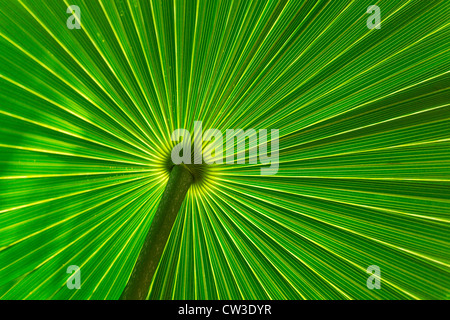 Close-up di Saw palmetto leaf Foto Stock