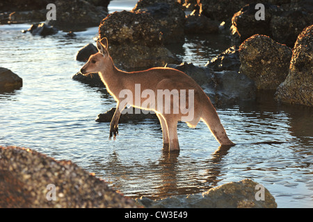 Australia orientale canguro grigio in acqua sulla spiaggia, Cape Hillsborough, mackay , North Queensland Foto Stock