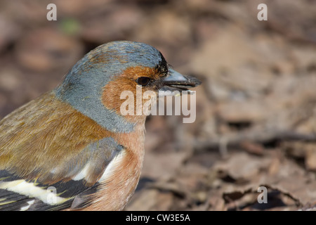 Ritratto del fringuello maschio Close-up Foto Stock