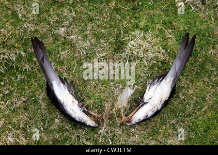 Le ali di un morto Manx Shearwater, Puffinus puffinus, lasciato da un maggiore predatori nero-oscurati Gabbiano, Skomer Island, Pembrokeshire Foto Stock