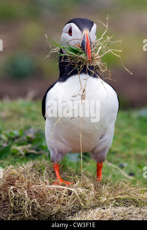 Atlantic Puffin la raccolta di materiale di nidificazione per burrow sull isola Skomer, Pembrokeshire National Park, Galles Cymru, Regno Unito, Foto Stock