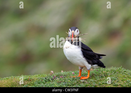 Atlantic Puffin la raccolta di materiale di nidificazione per burrow sull isola Skomer, Pembrokeshire National Park, Wales, Regno Unito Foto Stock