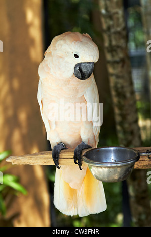 Salmon-Crested Molucche Cacatua (Cacatua moluccensis) nella natura circostante, Bali, Indonesia Foto Stock