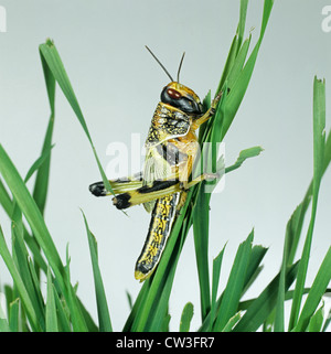 Deserto immaturi (locust Schistocerca gregaria) alimentazione su giovani foglie di cereali Foto Stock