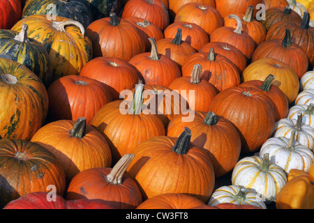 Berlino, disposti zucche decorative Foto Stock