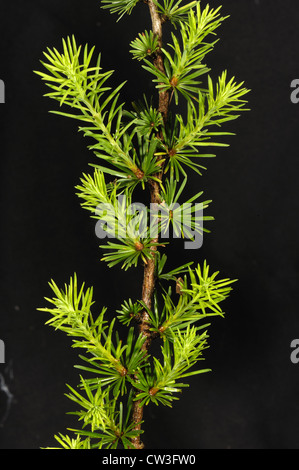 Giovani foglie degli aghi del larice (Larix decidua) Foto Stock