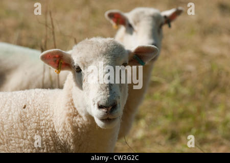 Poll Dorset mulo shearling pecore Foto Stock