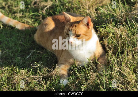 Un gatto di zenzero con un bianco "bib' giacente sull'erba Foto Stock