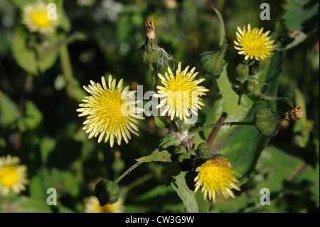 Buon sow-thistle (Sonchus oleraceus) Fiori Foto Stock