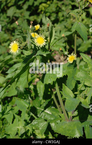 Buon sow-thistle (Sonchus oleraceus) fioritura delle piante Foto Stock