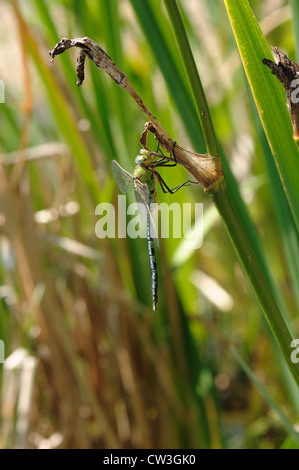 Imperatore libellula (Anax imperator) su un Iris accanto a uno stagno giardino Foto Stock