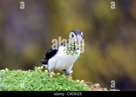 Atlantic Puffin la raccolta di materiale di nidificazione per burrow sull isola Skomer, Pembrokeshire National Park, Galles Cymru, Regno Unito, Foto Stock