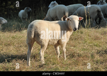 Poll Dorset mulo shearling pecore Foto Stock