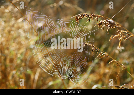 Un ragno nel mezzo del web su un estati calde la mattina con la luce che brilla attraverso di esso Foto Stock