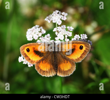 Gatekeeper Farfalle Butterfly (Pyronia tithonus) o (maniola tithonius) a volte chiamato Hedge marrone in close up Foto Stock