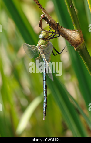 Imperatore libellula (Anax imperator) su un Iris accanto a uno stagno giardino Foto Stock