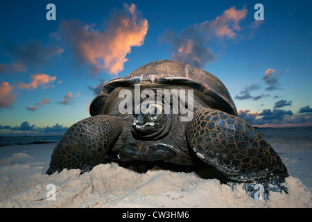 La tartaruga gigante (Geochelone gigantea). Le specie vulnerabili. Dist. isole Seychelles. Foto Stock