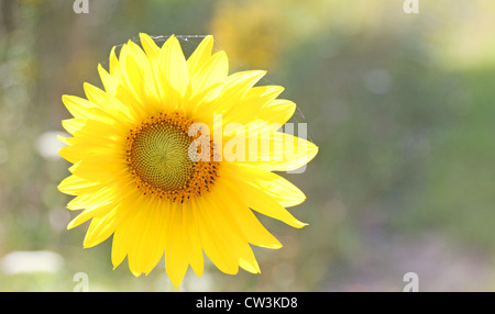 Un girasole solitario al sole. Foto Stock