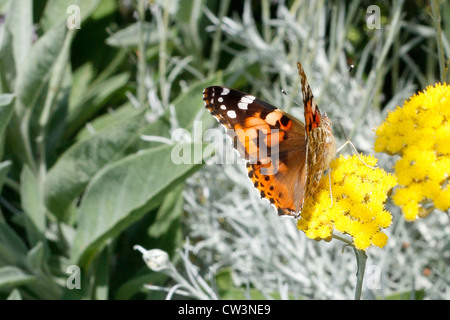 Una farfalla su un fiore giallo Foto Stock