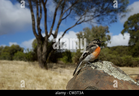 Il maschio Scarlet Robin (Petroica boodang), Australia occidentale Foto Stock