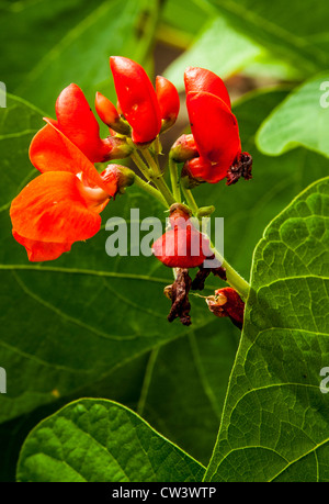 Il fiore del Runner Bean Foto Stock