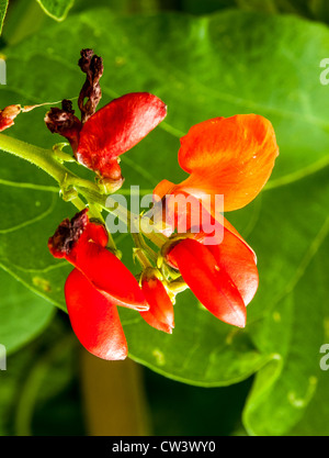 Il fiore del Runner Bean Foto Stock