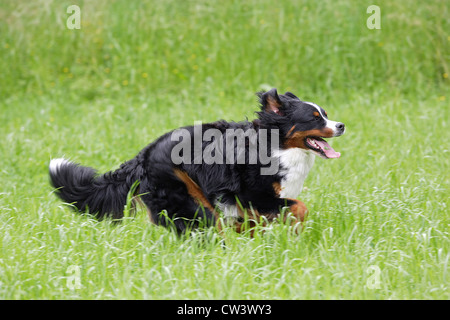 Bovaro del Bernese. Adulto in funzione verso la telecamera su un prato Foto Stock