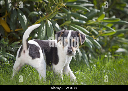 Danese Svedese Farmdog, Dansk/svensk gardshund. Puppy in piedi in erba in un giardino Foto Stock