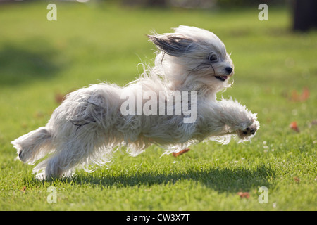 Havanese in esecuzione su un prato Foto Stock