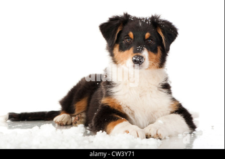 Pastore australiano. Cucciolo tricolore giacente nella neve Foto Stock