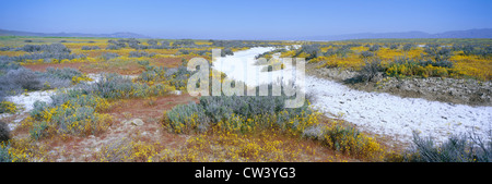 Vista panoramica sale bianco e il deserto giallo oro fiori Lago di soda in primavera Carrizo Plain Monumento Nazionale di San Luis Obispo Foto Stock