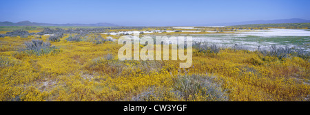 Vista panoramica sale bianco e il deserto giallo oro fiori Lago di soda in primavera Carrizo Plain Monumento Nazionale di San Luis Obispo Foto Stock