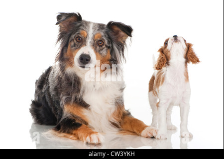 Cavalier King Charles Spaniel. Puppy in piedi accanto a un giacente Border Collie Foto Stock