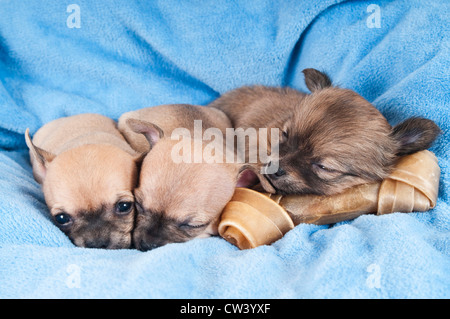 Chihuahua. Tre cuccioli di dormire su una coperta di blu Foto Stock