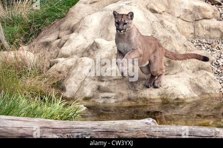 Puma femmina saltando su acqua Foto Stock